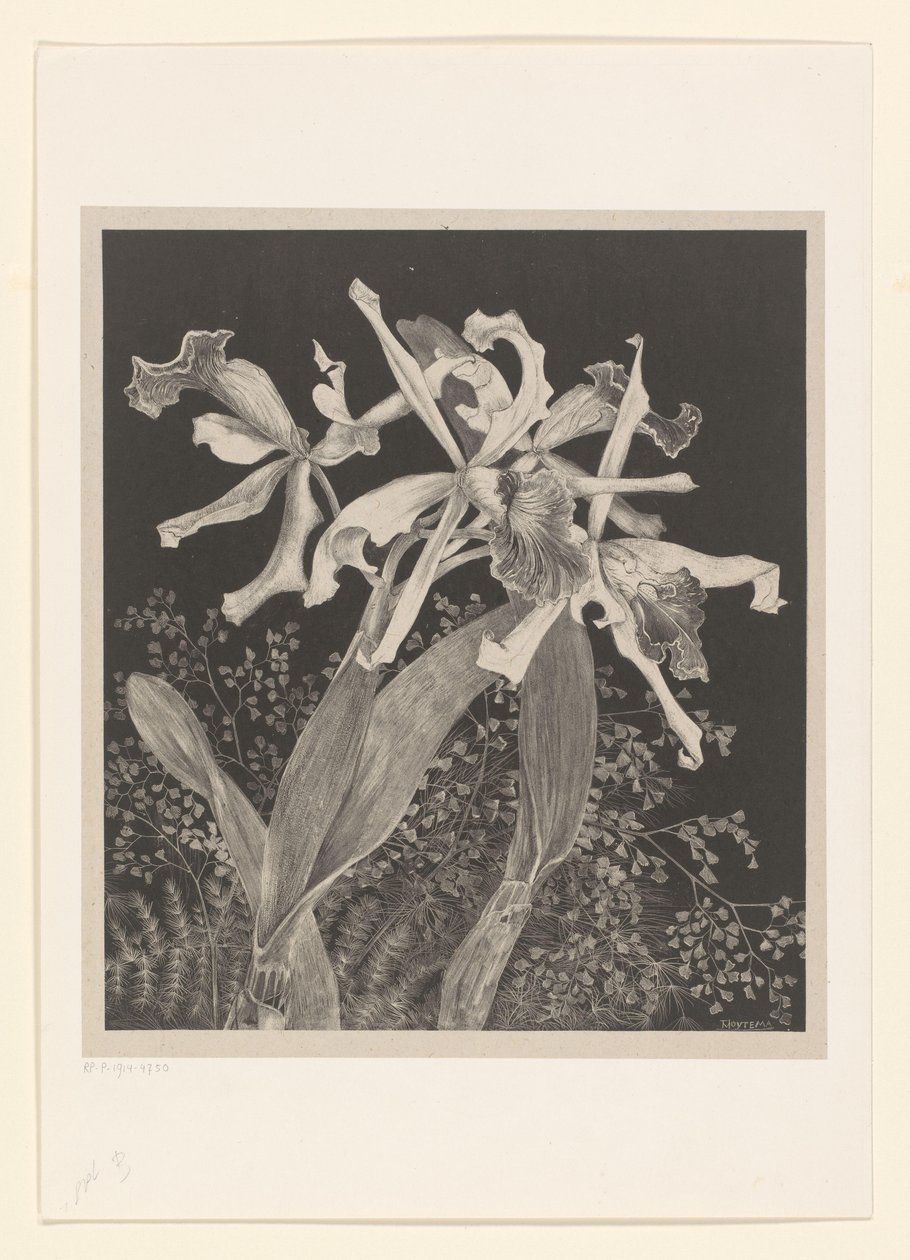 Orkidéer Orkidéer Flower Studies (original serietitel) av Theo van Hoytema
