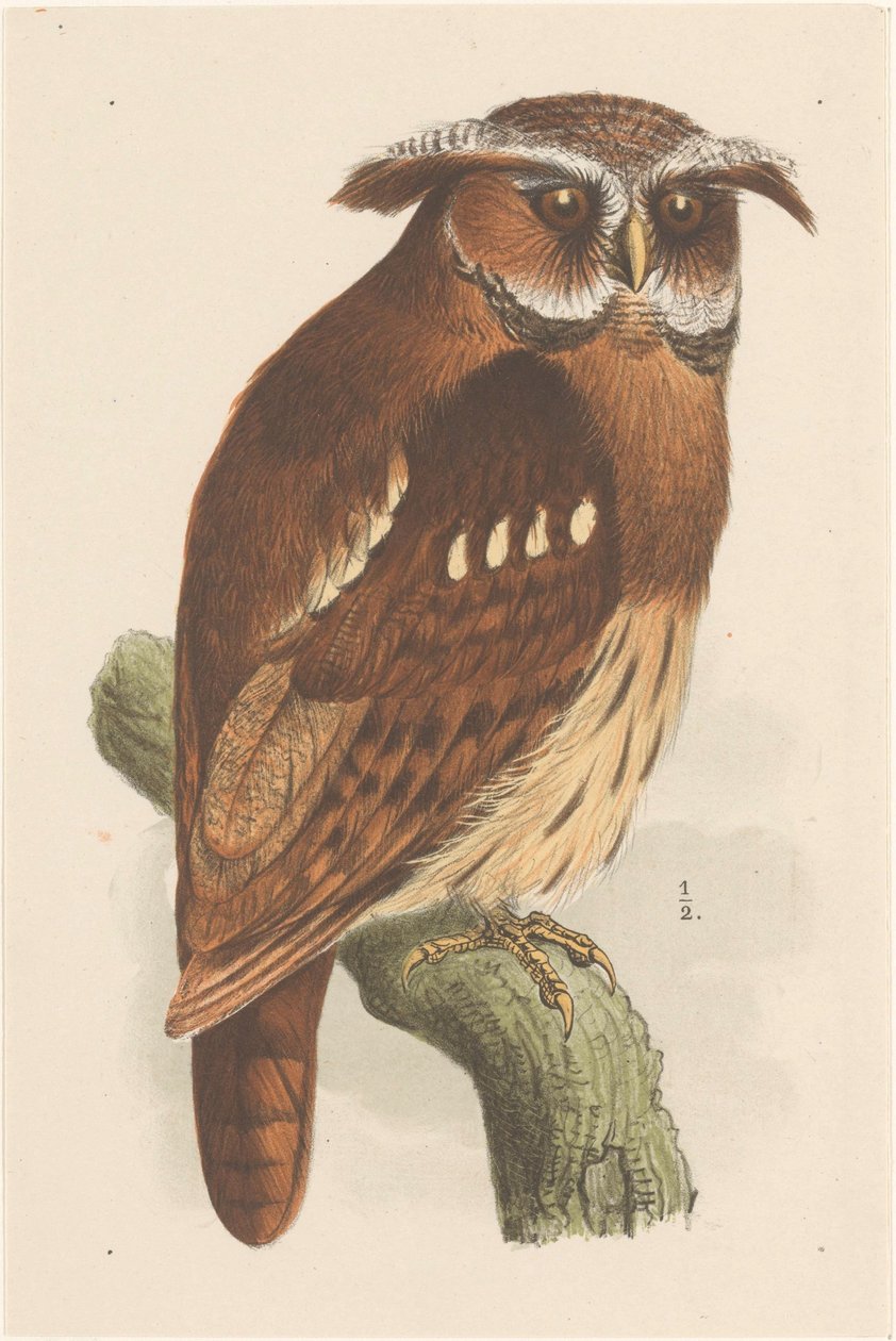 Uggla på en gren (bubo lettii) av Theo van Hoytema