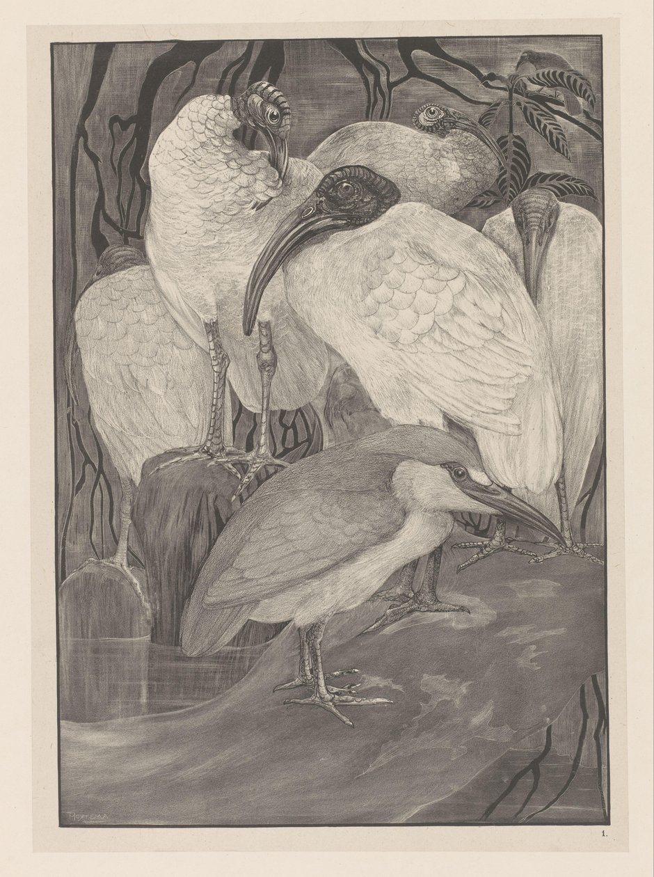 Fem ibisar och en natthäger Animal Studies (original serietitel) av Theo van Hoytema