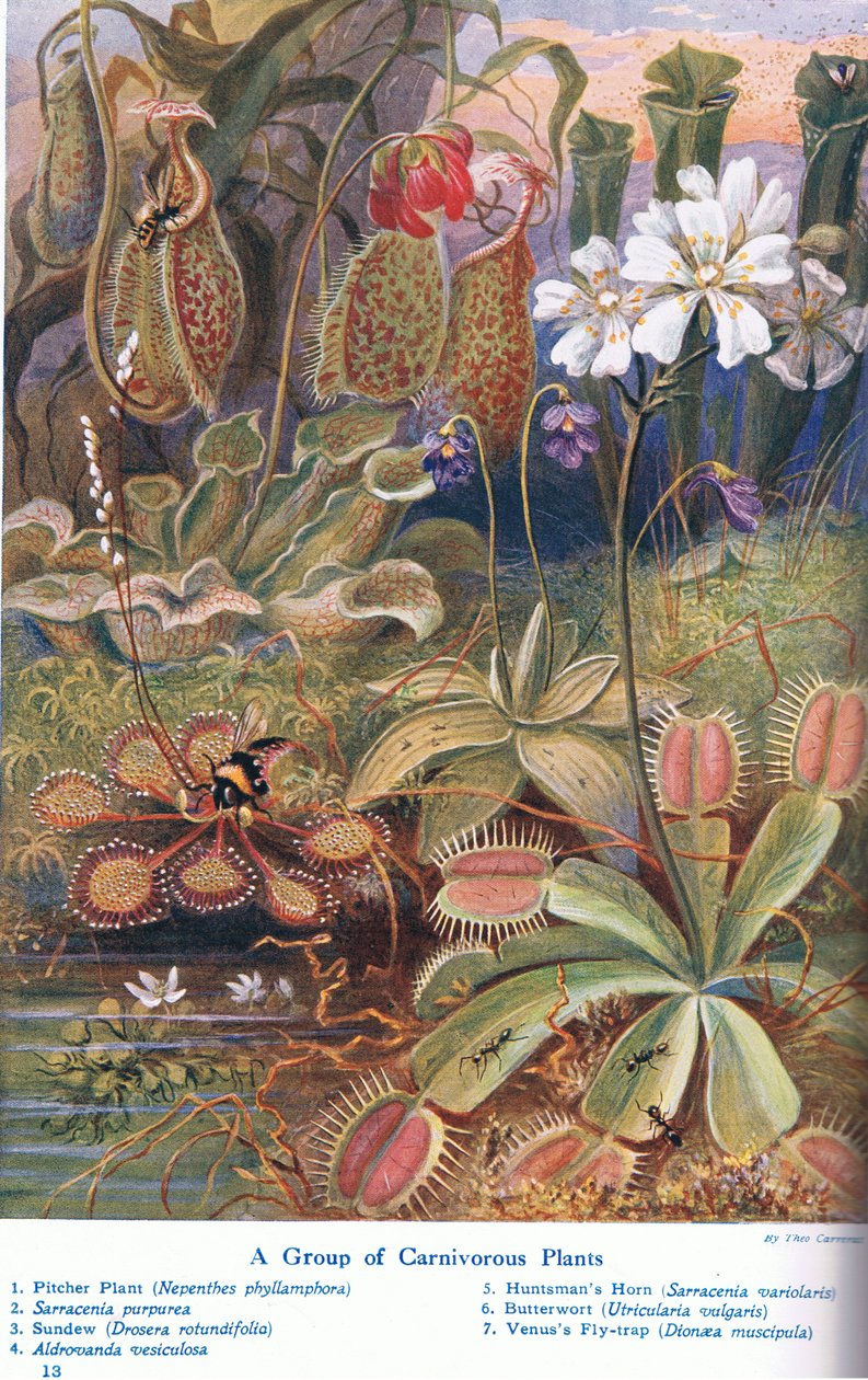 Köttätande växter, illustration från "Wonders of the Land and Sea", publicerad av Cassell, London, 1914 av Theobald Carreras