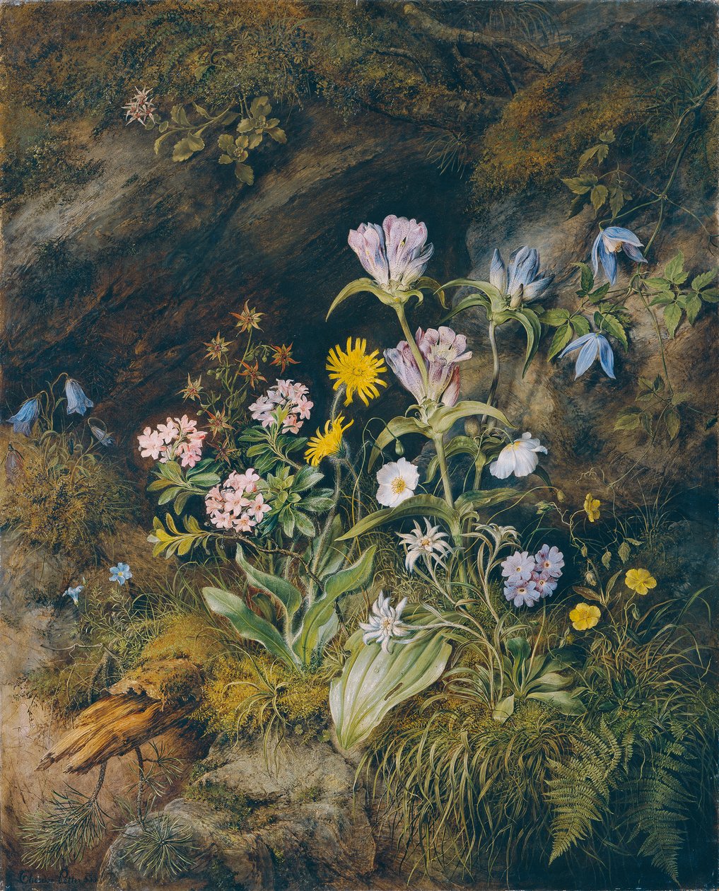 Alpin flora av Theodor Josef Petter