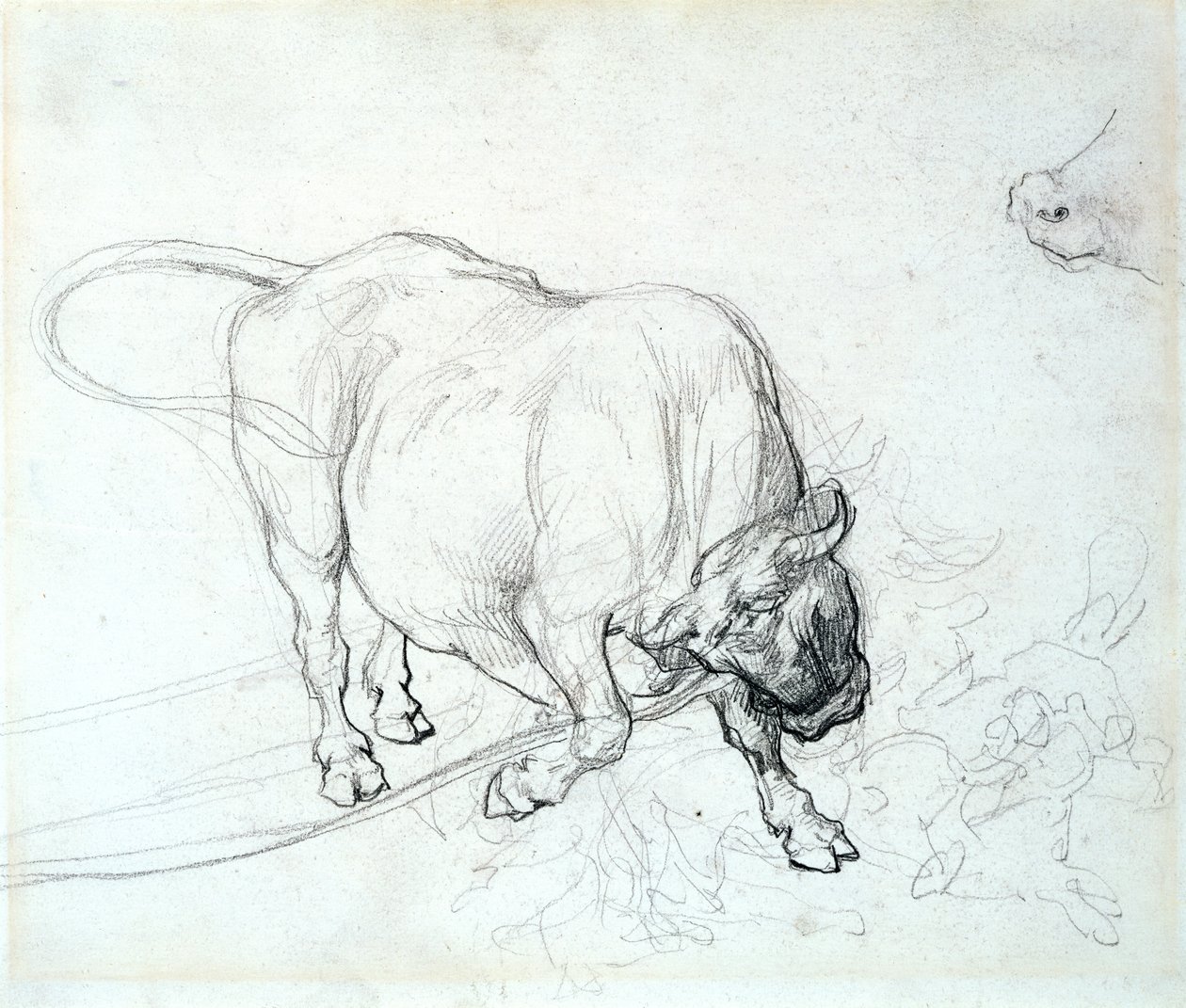 Studie av en tjur av Theodore Gericault