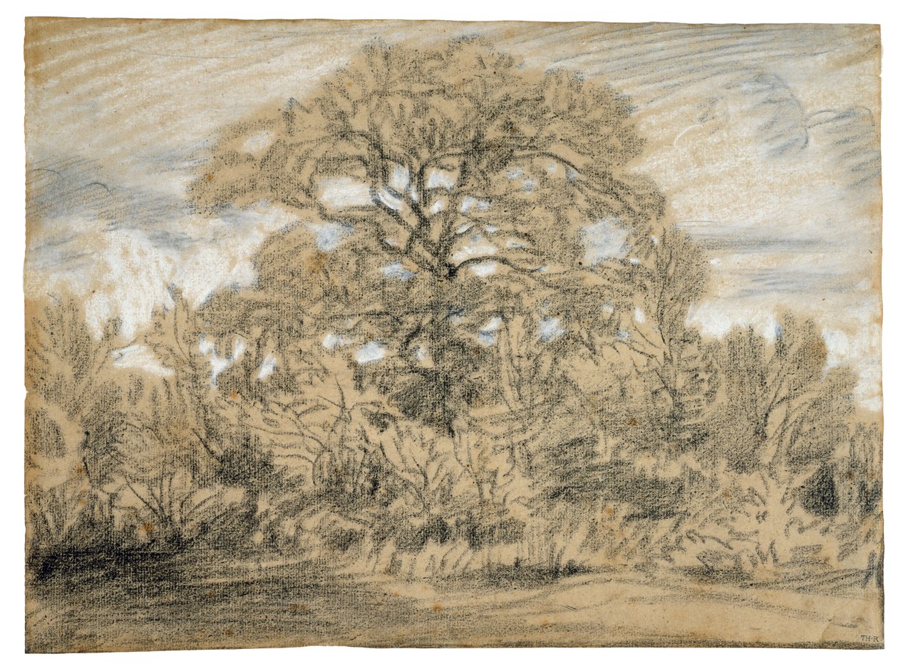 Study of an Oak Tree, c.1862 (svartvit krita på lagt papper) av Pierre Etienne Theodore Rousseau