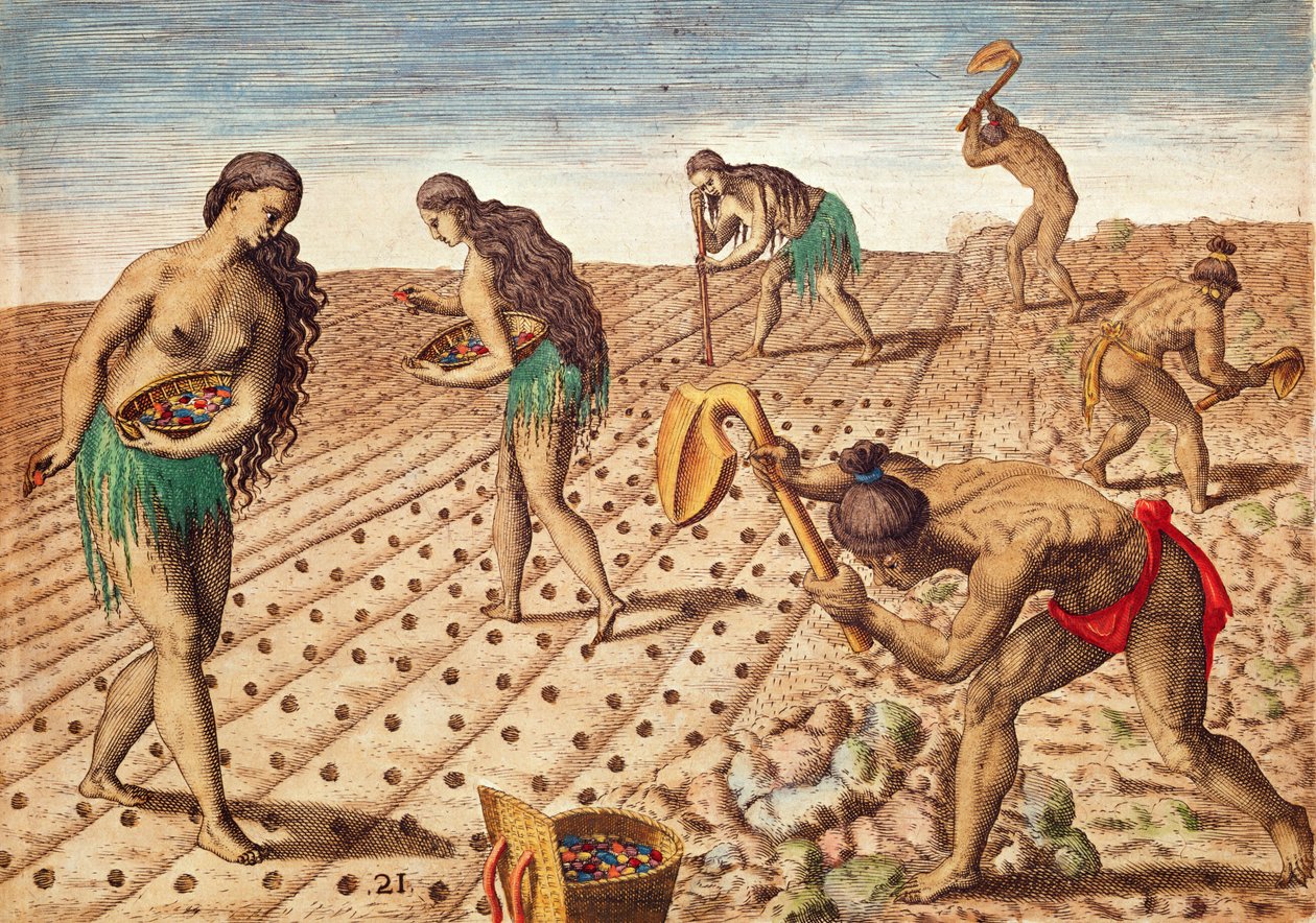 Brevis Narratio, Kultur och sådd frön, 1563 (färggravyr) av Theodore de Bry