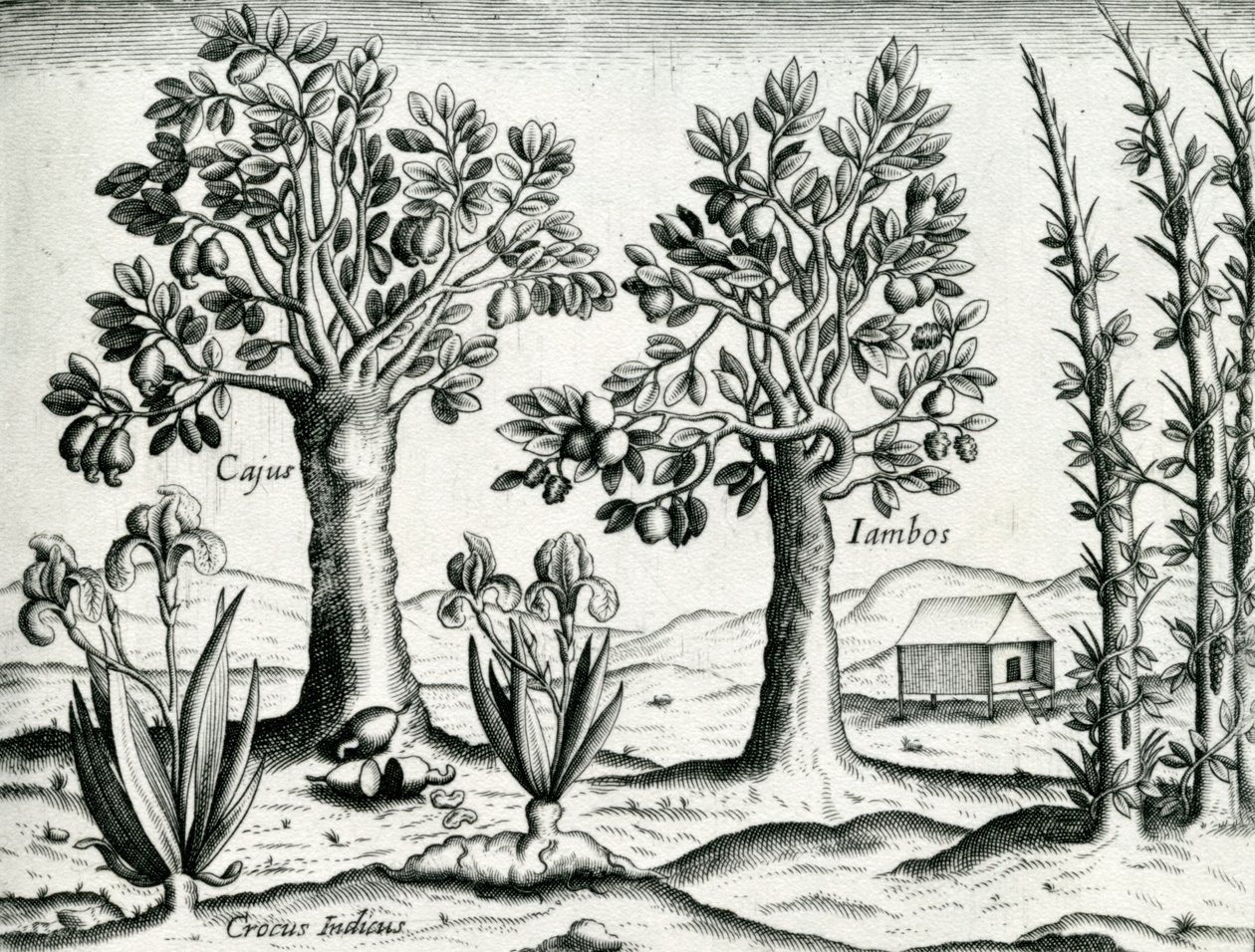 Landskap, Illustration från 