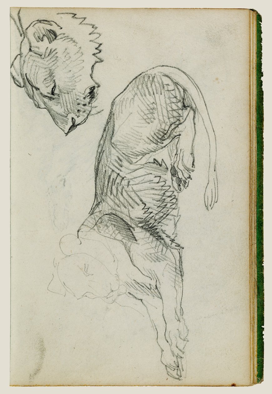 Sittande lejon, huvud av lejoninna av Theodore Gericault