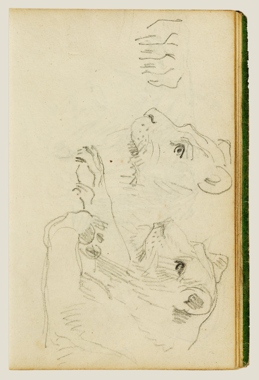 Studier av huvudet och frambenen hos en lejonhona av Theodore Gericault
