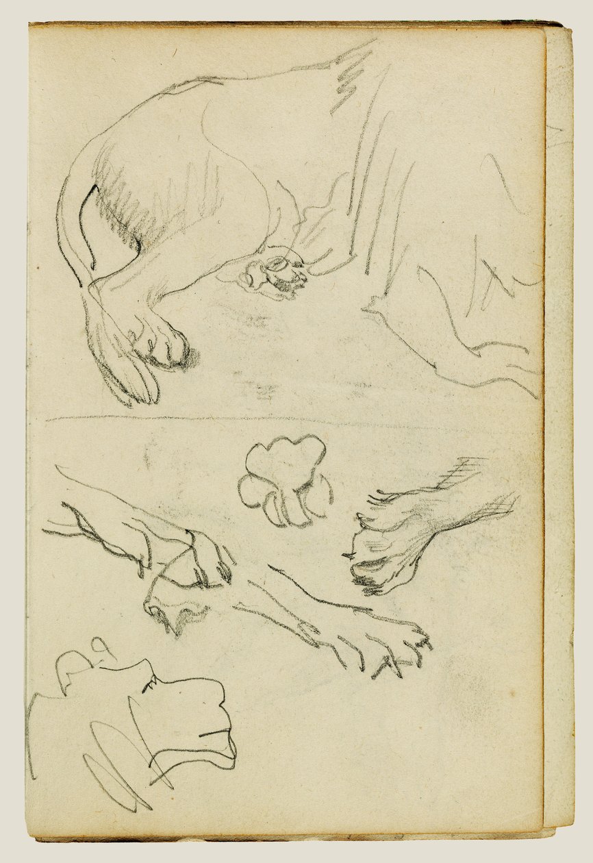 Olika studier av lejonets ben, tassar och huvud av Theodore Gericault