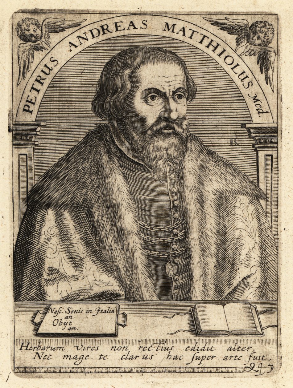 Pietro Andrea Gregorio Mattioli, italiensk läkare av Theodore de Bry