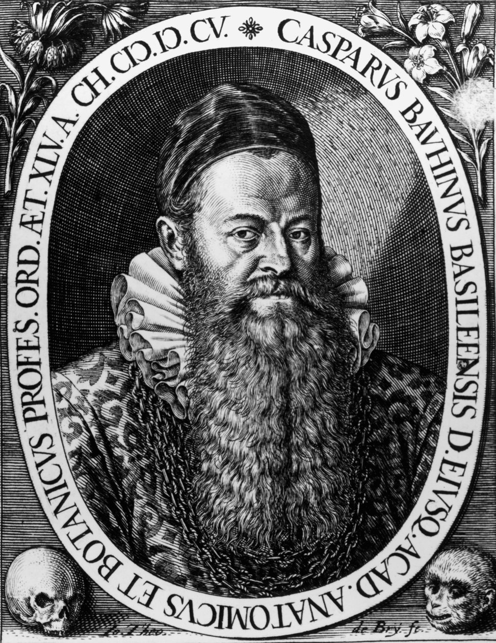 Porträtt av Gaspard BAUHIN (1560-1624) schweizisk botanikergravyr av Theodore de Bry av Theodore de Bry