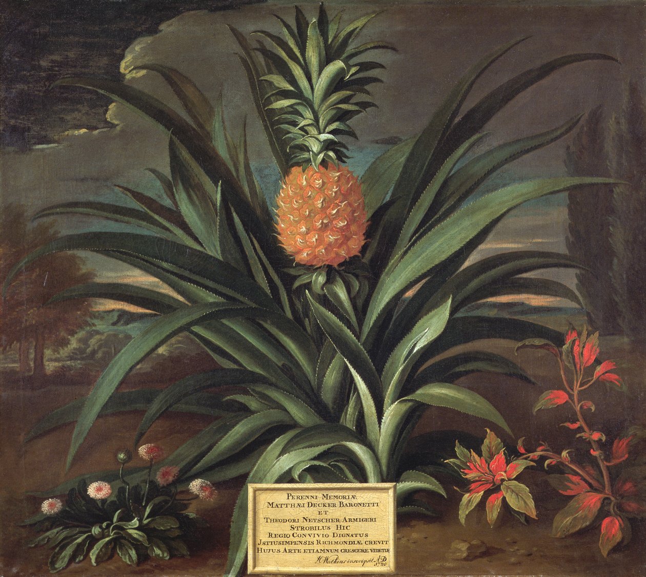 Ananas odlad i Sir Matthew Decker