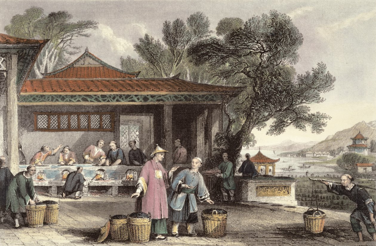 The Culture and Preparation of Tea, från "China in a Series of Views" av George Newenham Wright (ca 1790-1877) 1843 av Thomas Allom
