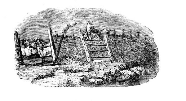 A Sheep Dog and Sheep Fold från History of British Birds and Quadrupeds av Thomas Bewick