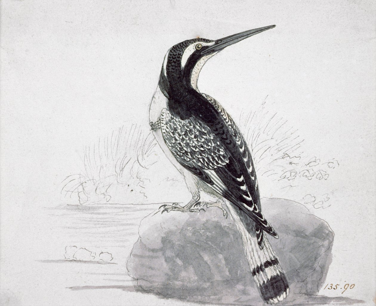 Svart och vit kungsfiskare av Thomas Bewick