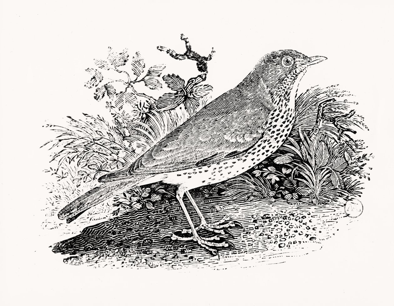 The Throstle Thrush från History of British Birds and Quadrupeds av Thomas Bewick