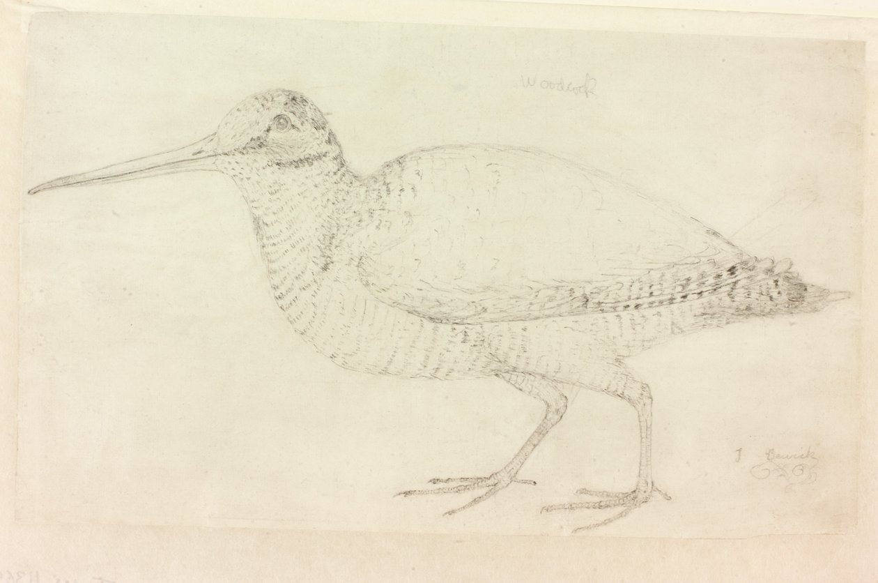 The Woodcock (penna på papper (på papper)) av Thomas Bewick