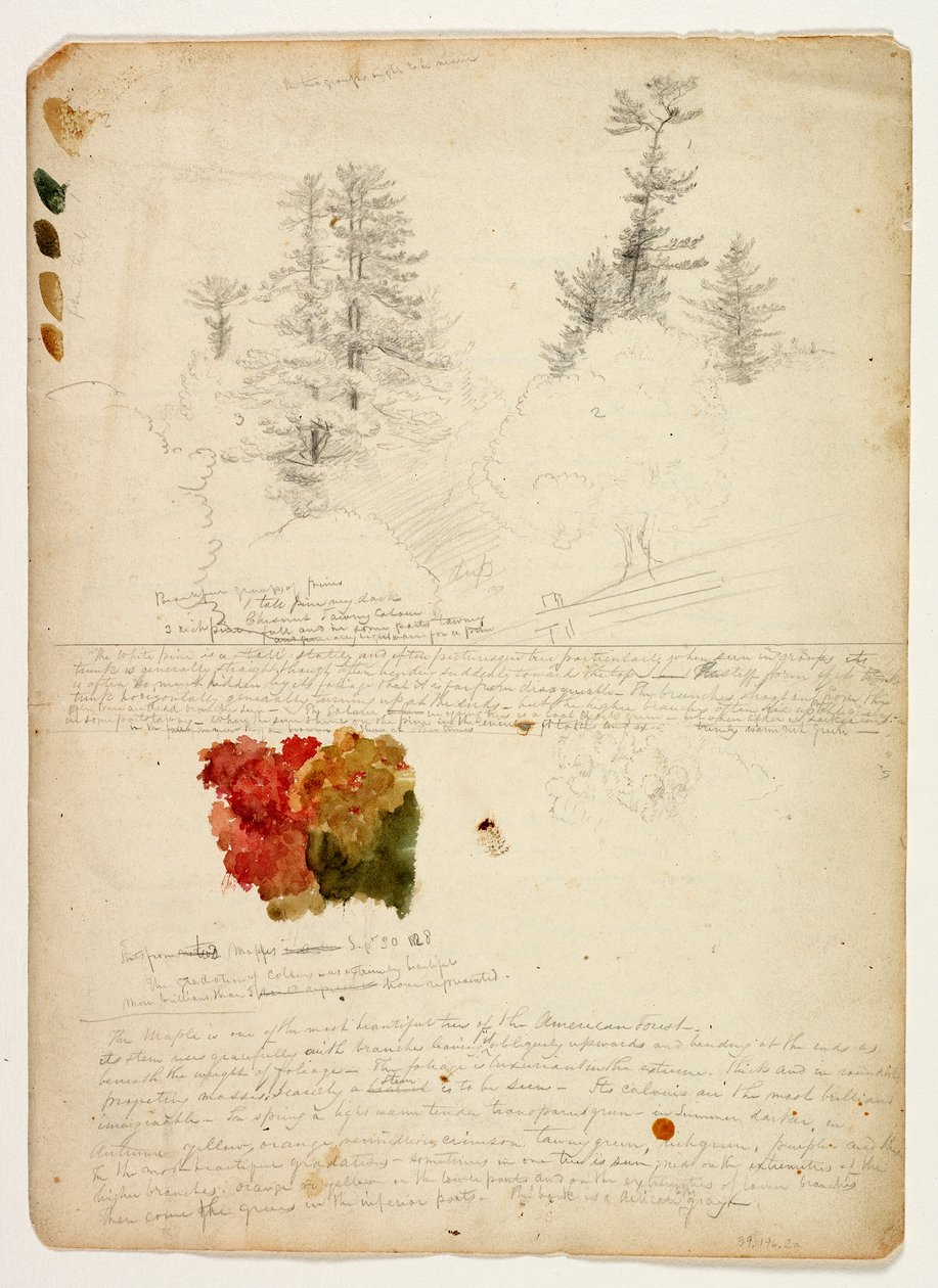 Vackra grupper av tallar; Nyanser från Maples, New Hampshire, 30 september 1828 (wc & grafitpenna på papper) av Thomas Cole