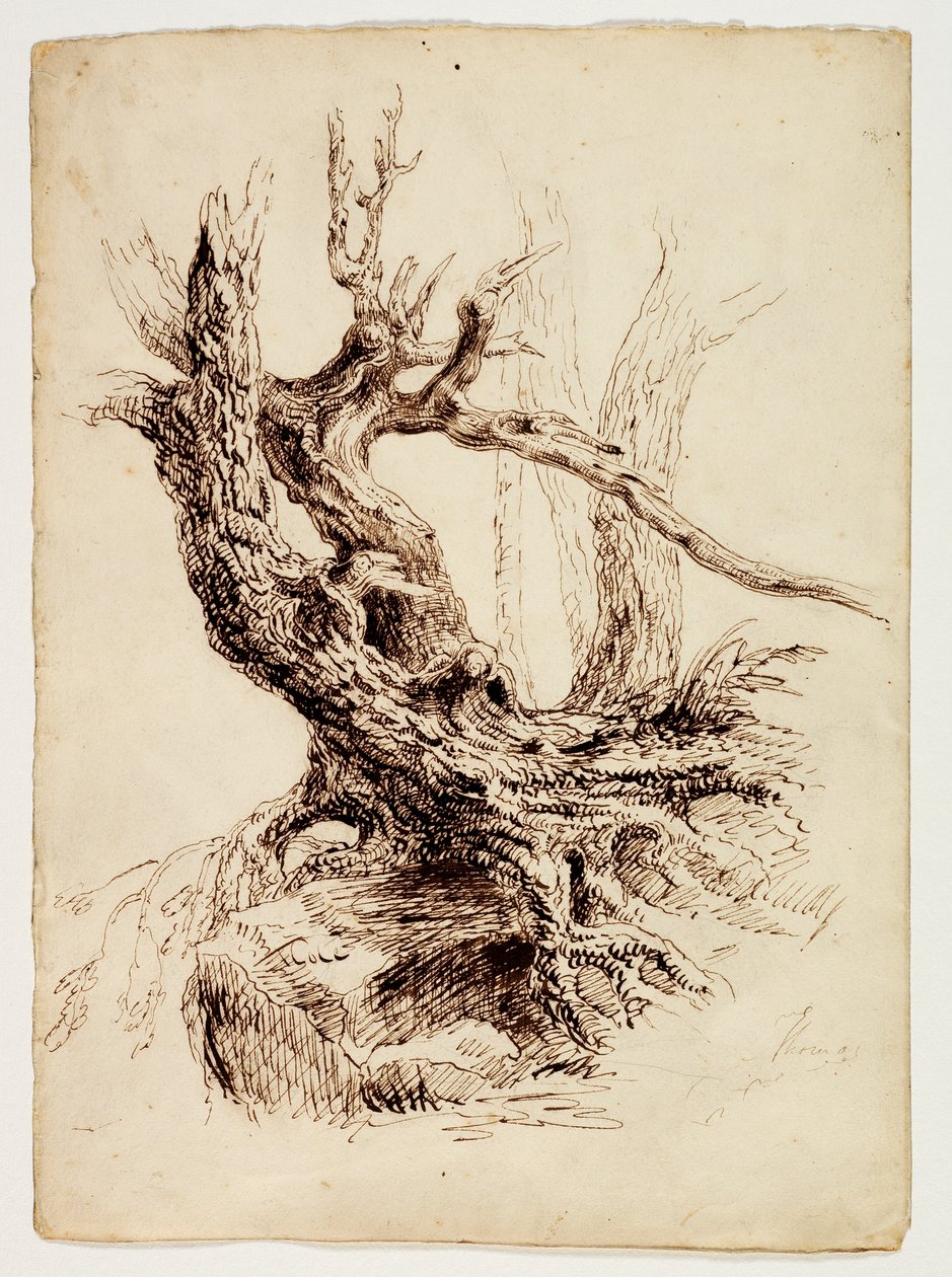 Knostig trädstam, ca 1826 (penna & brunt bläck över grafitpenna på krämvävt papper) av Thomas Cole