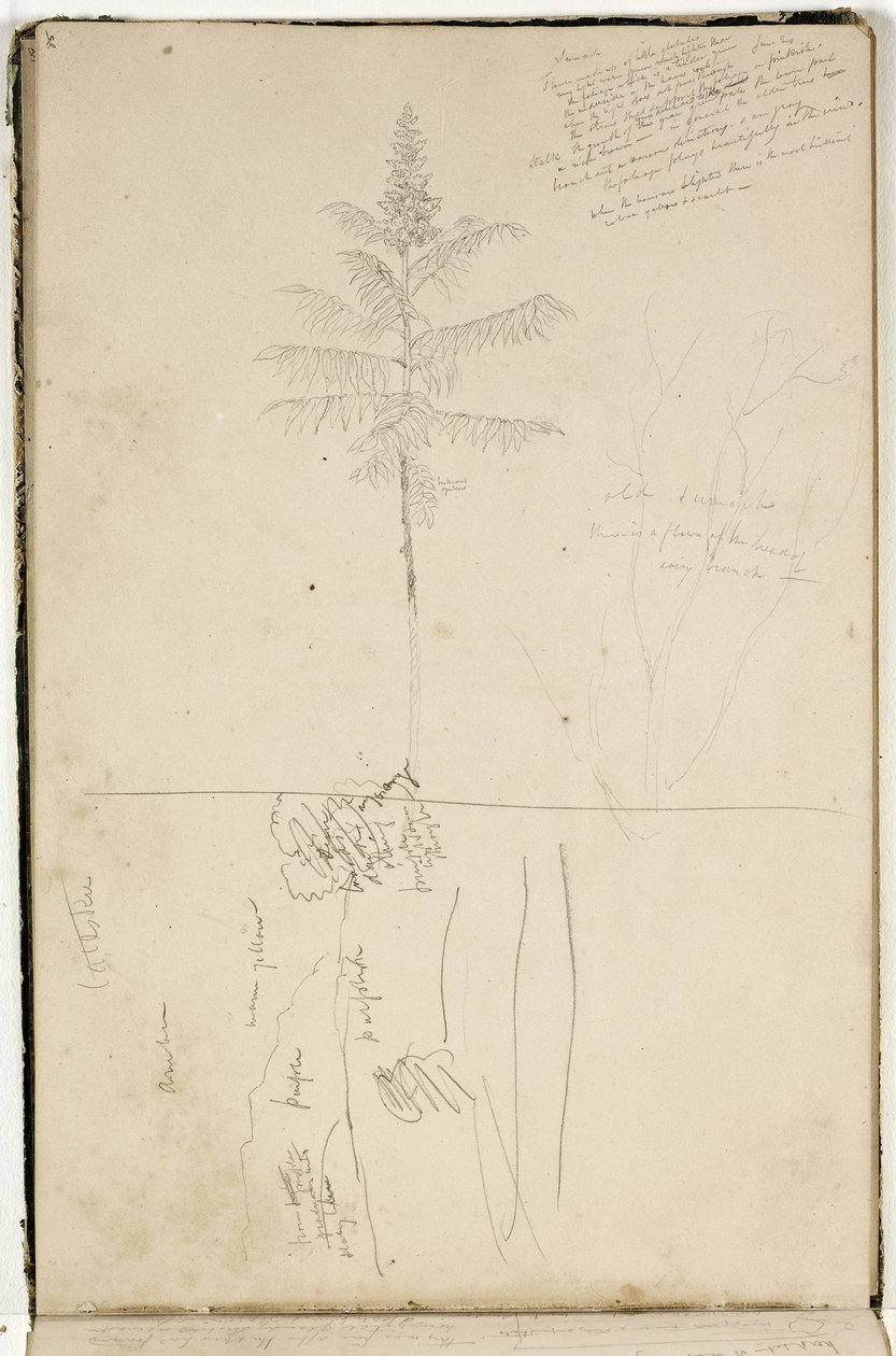 Utan titel, skiss över Catskill-landskapet och studie av Sumack-trädet, ca 1832 (grafitpenna på benvitt vävt papper) av Thomas Cole