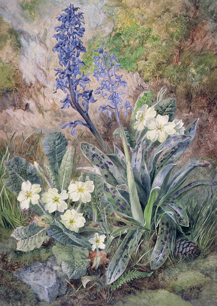 Lila orkidé och primula av Thomas Collier