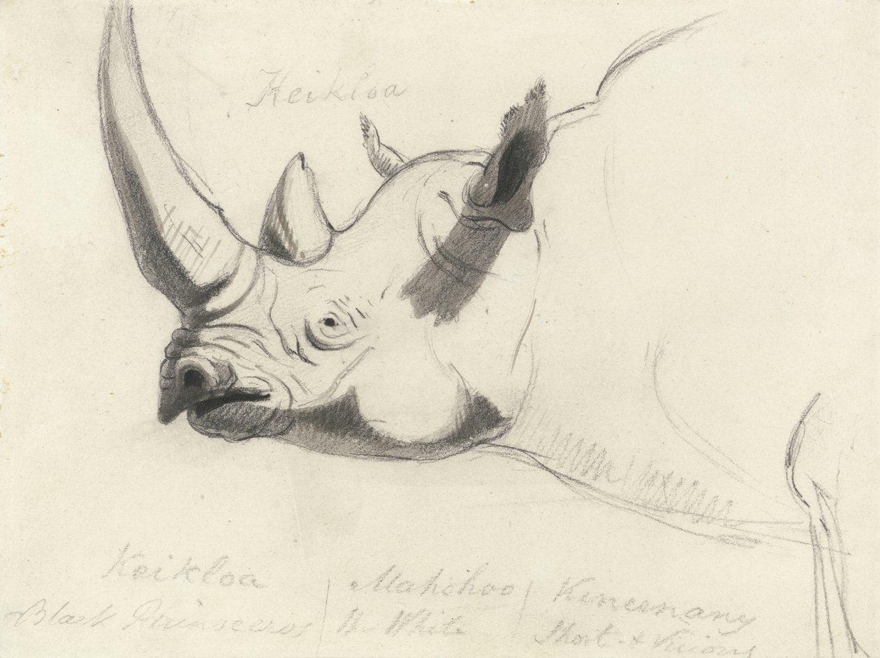 En noshörning, huvud och axlar, vänd åt vänster (svart krita & grå tvätt på papper) av Thomas Daniell