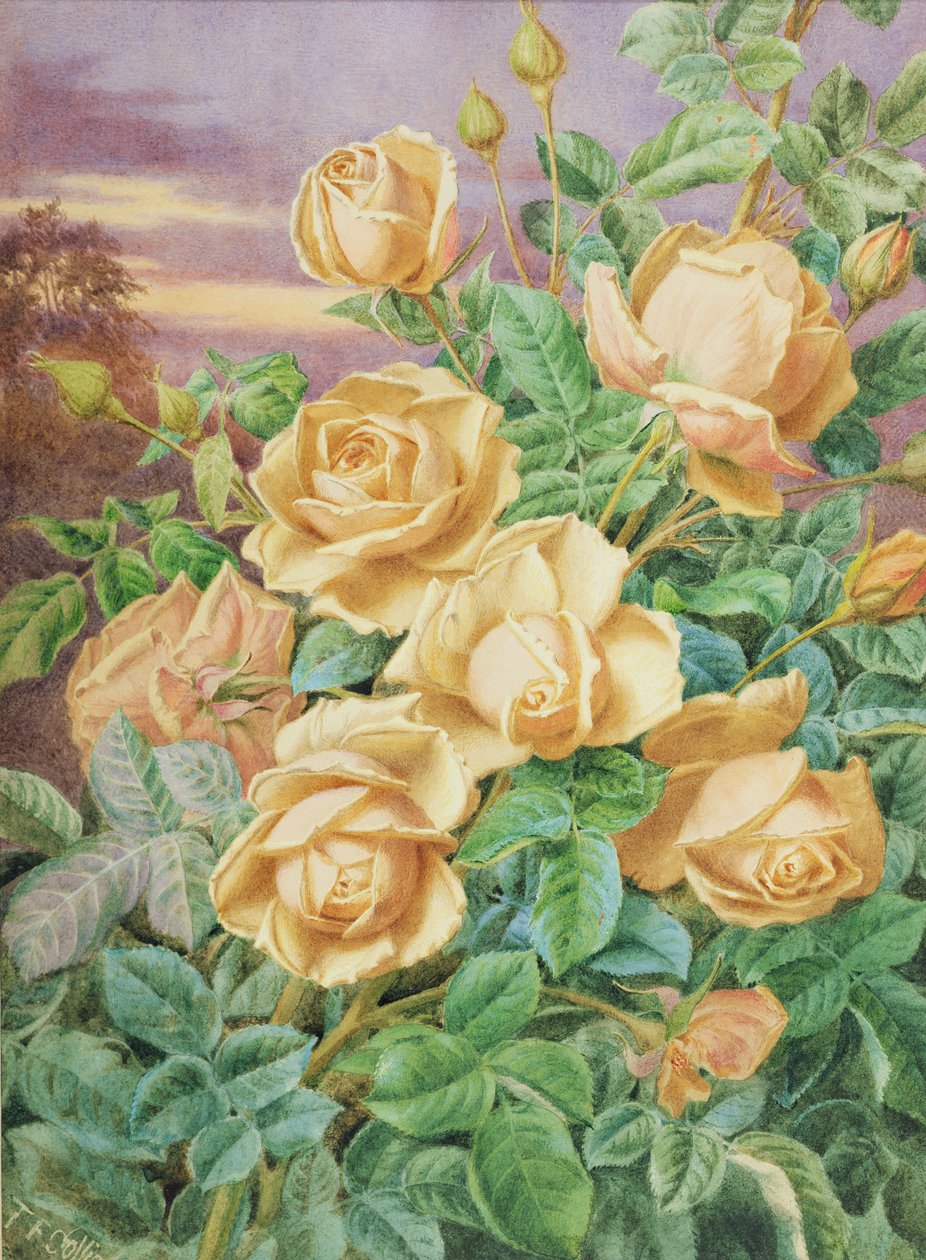 Gula rosor (wc på papper) av Thomas Collier