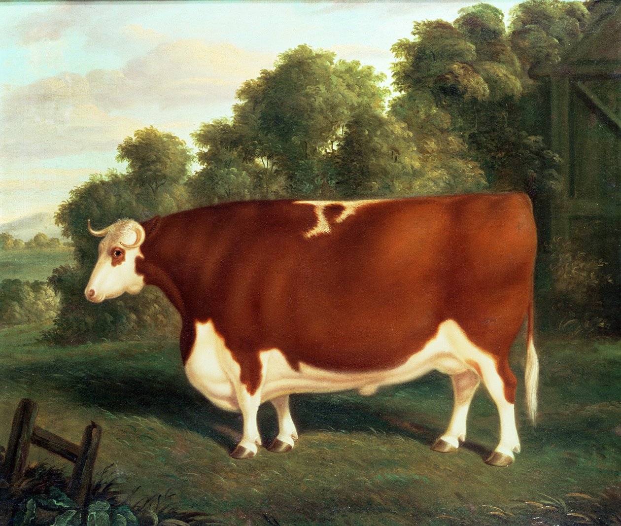 Ox, ca 1850 av Thomas Roebuck