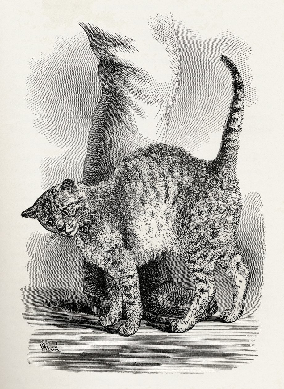 Katt i en tillgiven sinnesstämning, från Charles Darwins "The Expression of the Emotions in Man and Animals", 1872 av Thomas W. Wood