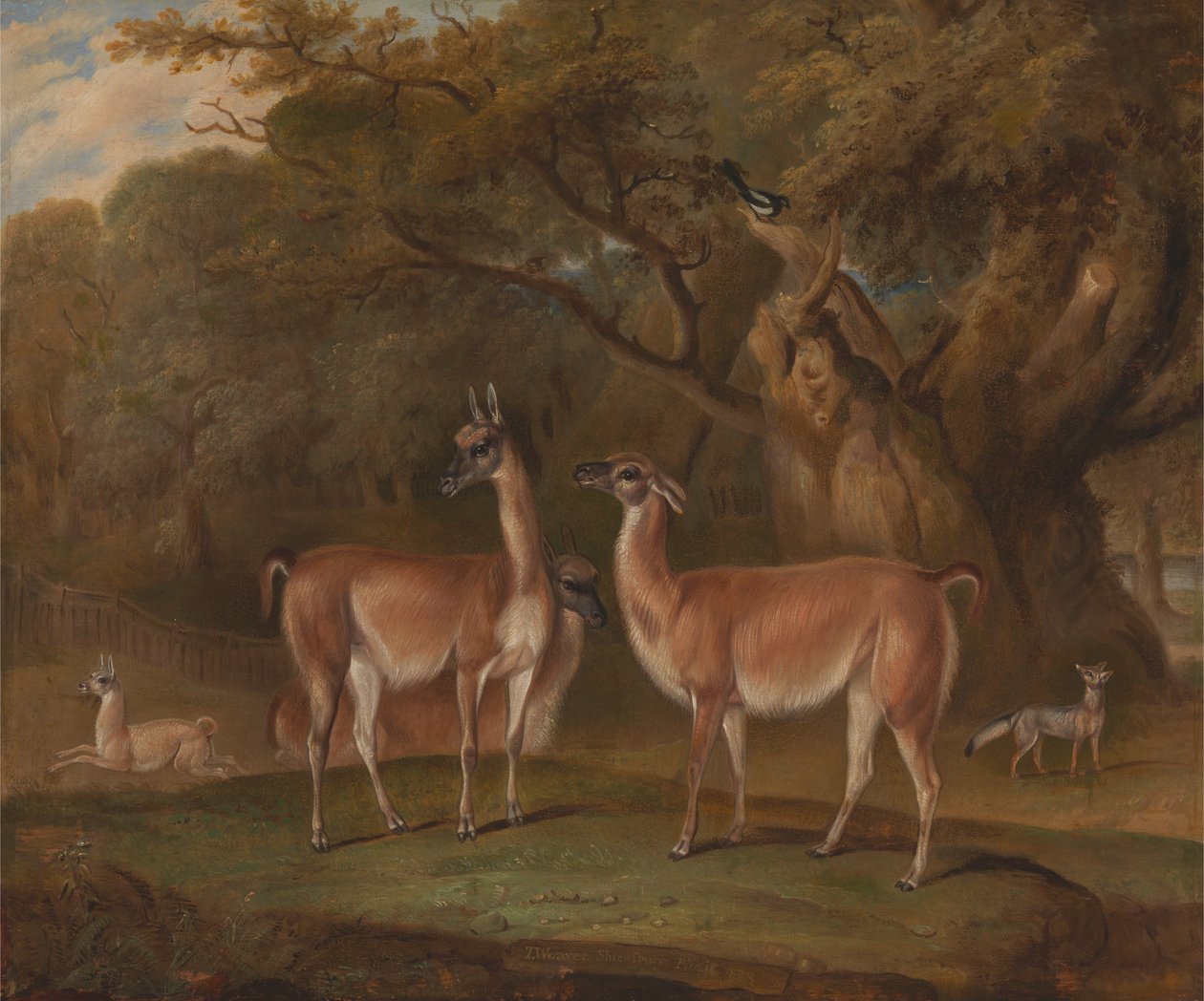 Llamas and a fox in a wooded landscape av Thomas Weaver