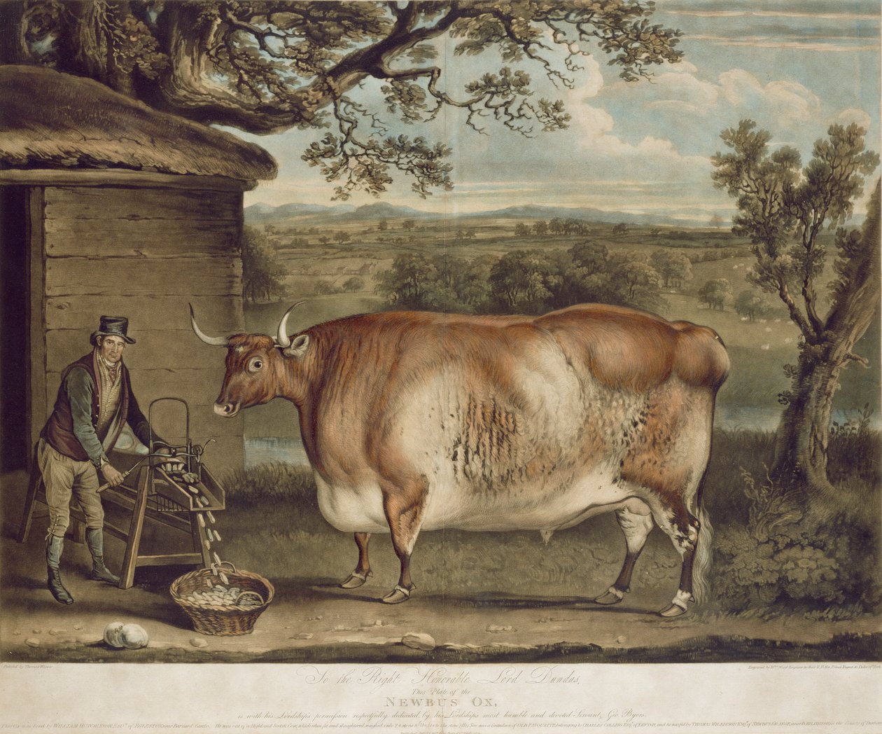 The Newbus Ox, graverad av W. Ward, 1812 (färgstick) av Thomas Weaver