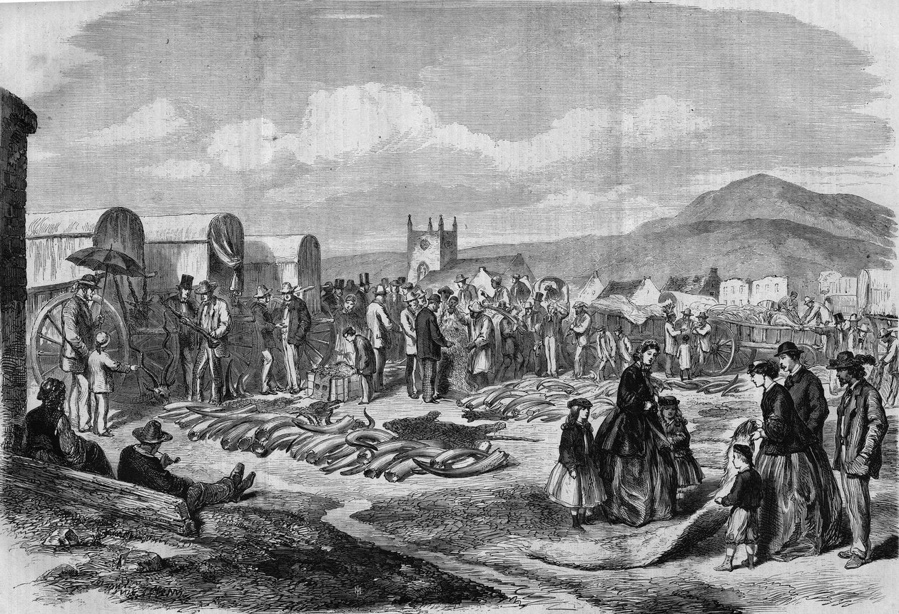 Elfenben och skinnmarknad i Grahamstown, Albanien, Kapkolonin av Thomas (after) Baines