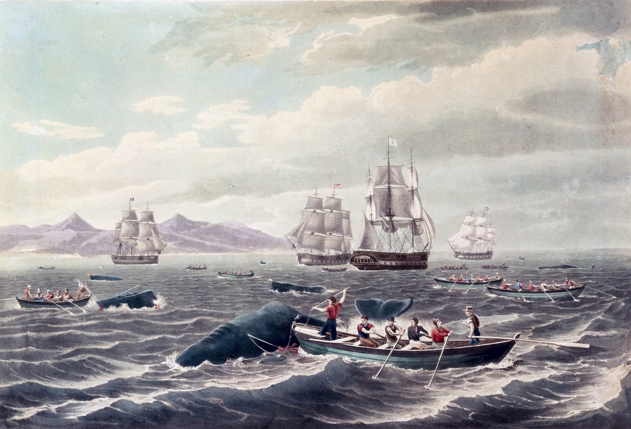 A Shoal of Sperm Whale, graverad av J. Hill, publicerad 1838 (färgakvatint) av Thomas (after) Birch