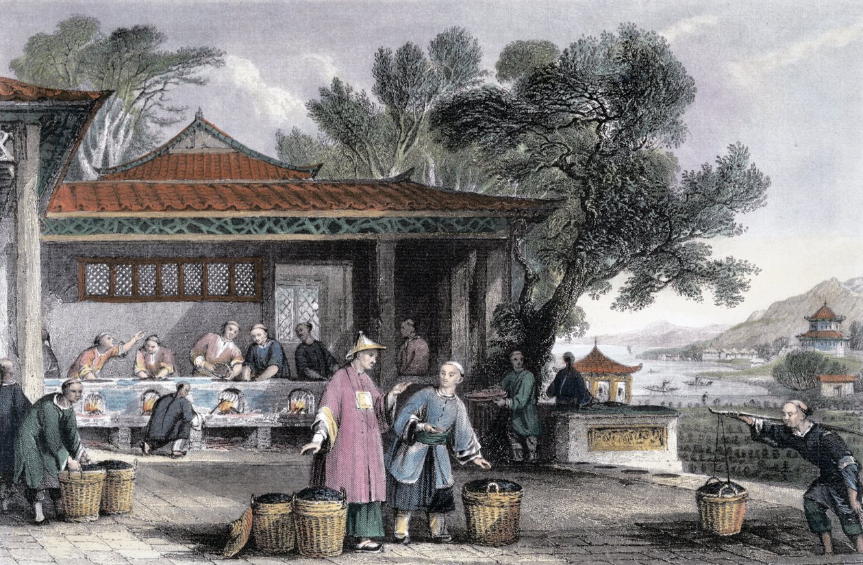 "The Culture and Preparation of Tea", Kina, 1843 av Thomas Allom