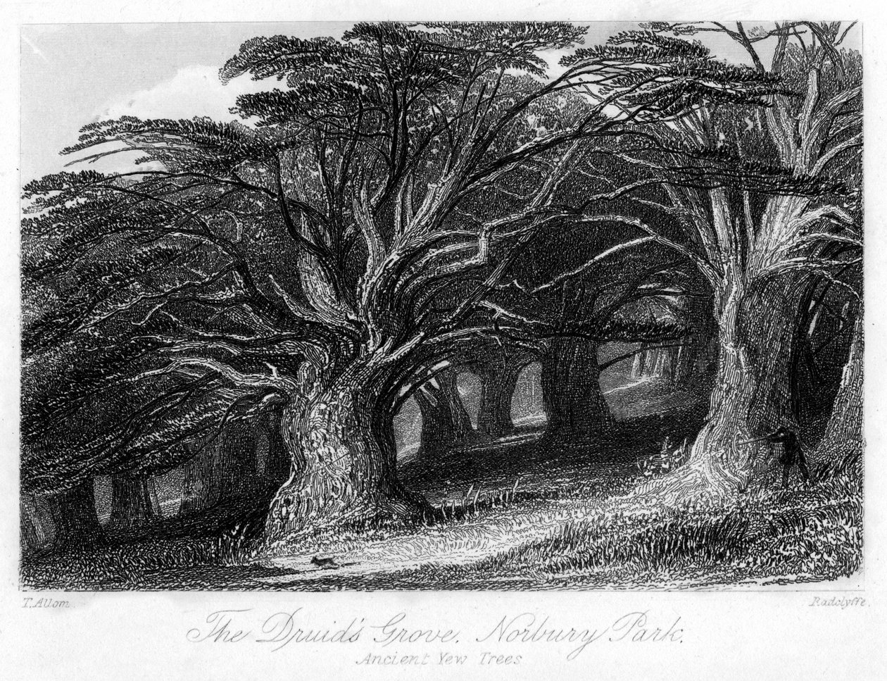 Druids Grove, Norbury Park, Surrey, 1800-talet. av Thomas Allom