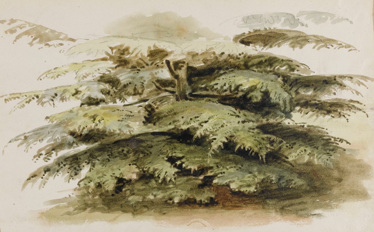 En studie av ett cederträd i Merton av Thomas Baxter
