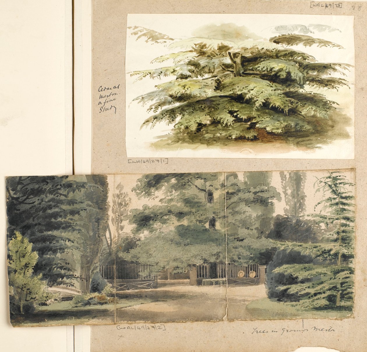 En studie av ett cederträd i Merton av Thomas Baxter