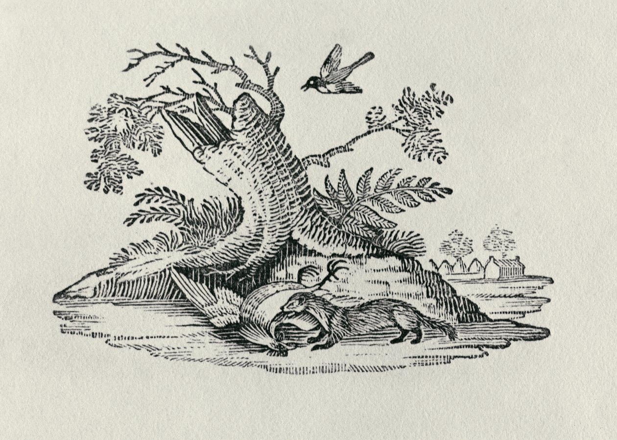 En civet med en tupp från "History of Quadrupeds", 1790 av Thomas Bewick