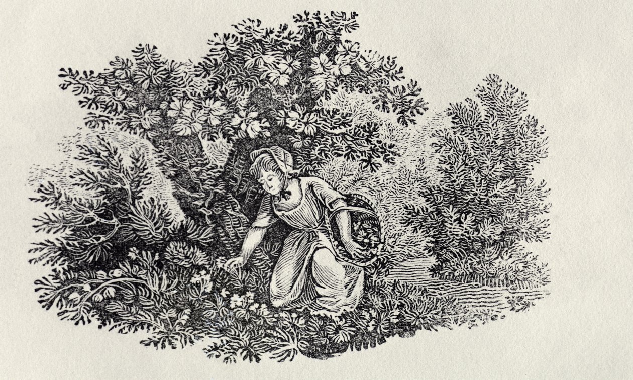 En tjej samlar blommor från "History of British Birds and Quadrupeds" av Thomas Bewick
