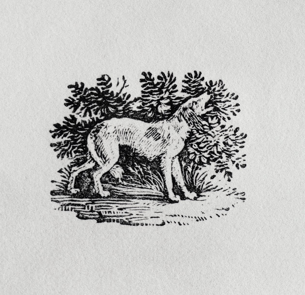 En hund från "History of Quadrupeds", 1800-talet av Thomas Bewick