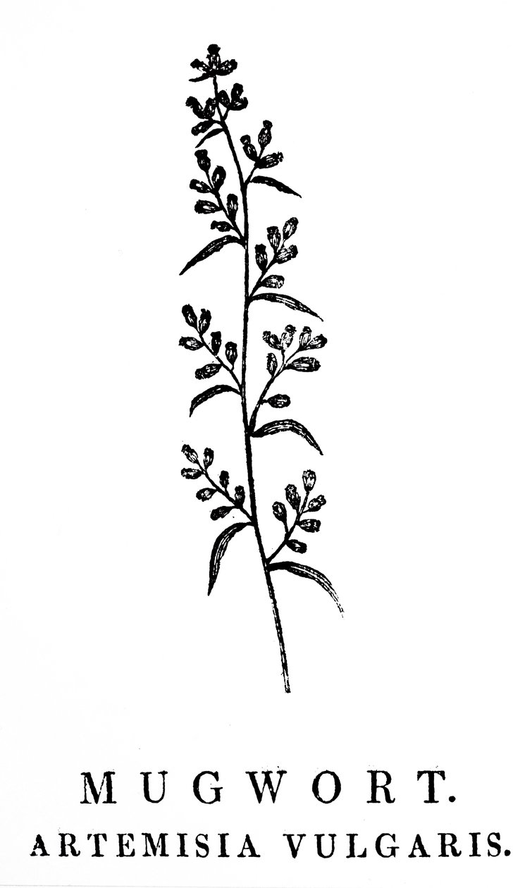 En gravyr av träblock som föreställer en kvist av muggört, en art av aromatiska växter i släktet Artemisia. Träsnitt av Thomas Bewick (1753-1828), en engelsk gravör och naturhistorisk författare av Thomas Bewick