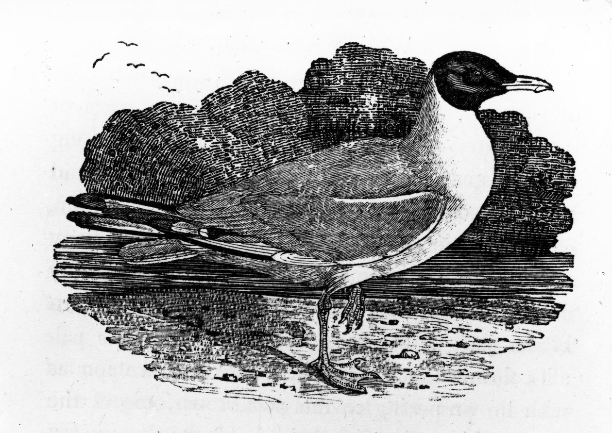 Svarthuvad mås, illustration från "A History of British Birds" av Thomas Bewick, första gången publicerad 1797. av Thomas Bewick
