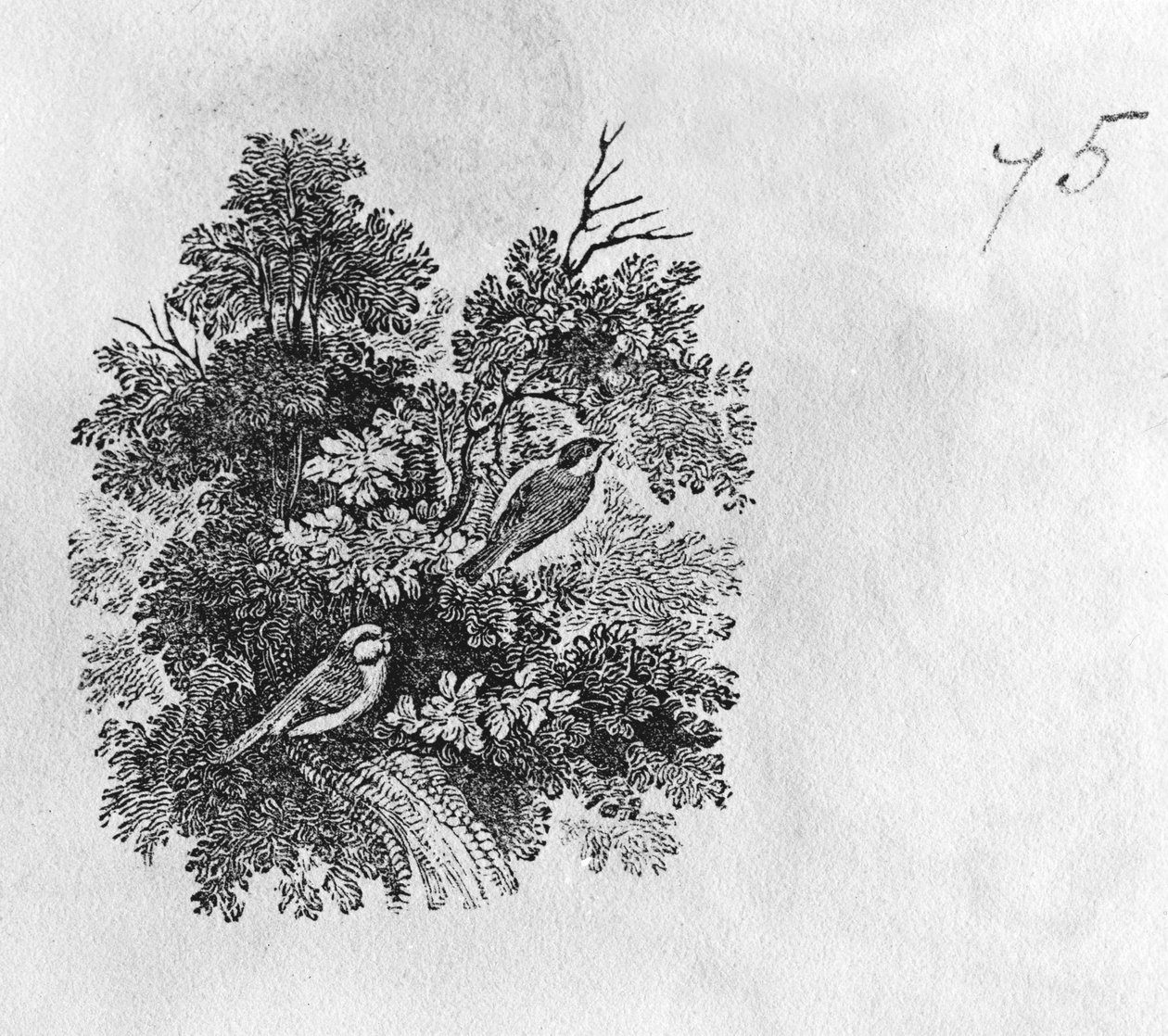 Blåmes (Parus caeruleus) och talgox (Parus major) från "History of British Birds" volym I, pub. 1797 (trästick) av Thomas Bewick