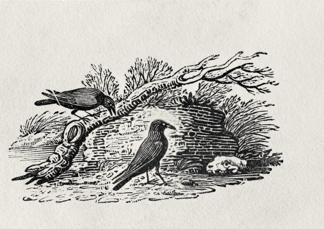 Kråkor (Corvus corone corone) från "History of British Birds" volym I, pub. 1797 (trästick) av Thomas Bewick