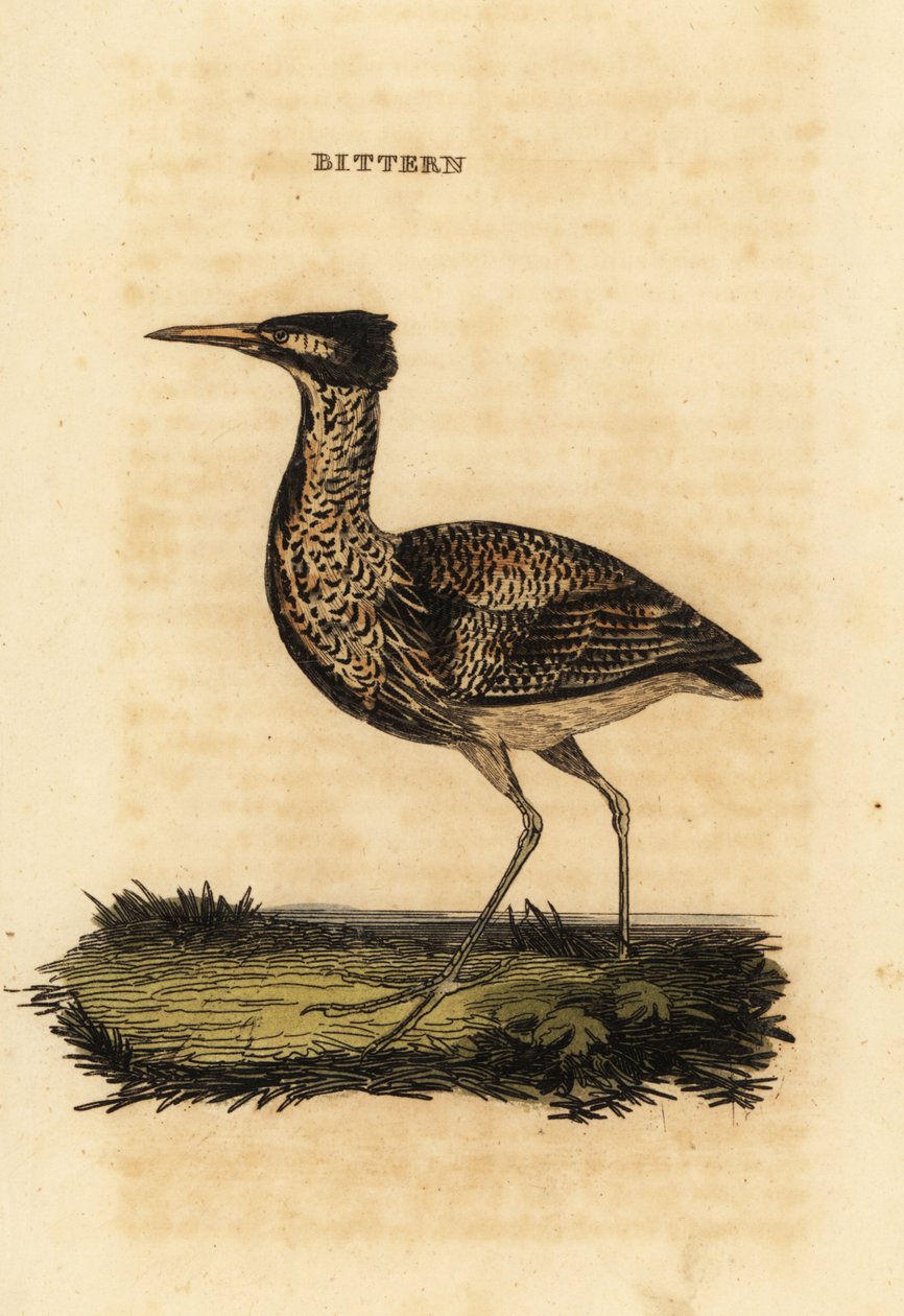 Eurasian bittern eller stor bittern, Botaurus stellaris av Thomas Bewick