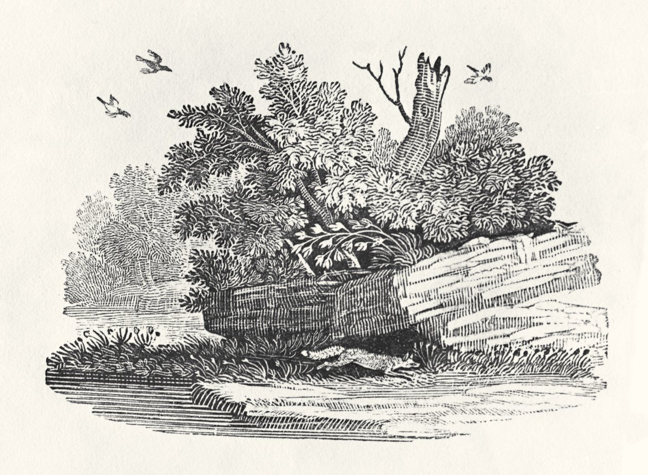 Fox escapeing, från 