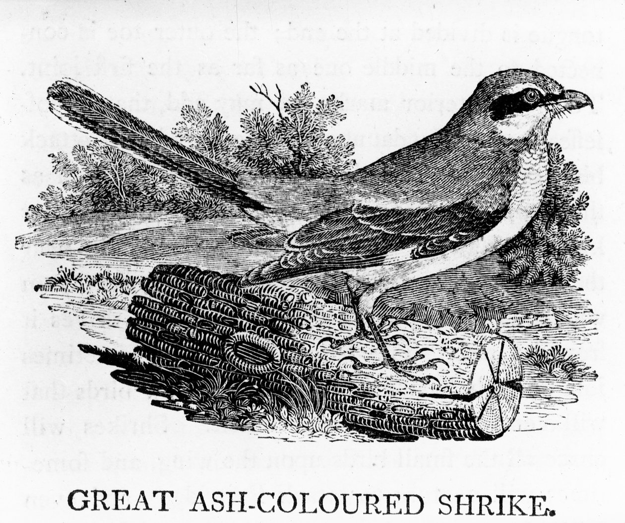 Great Ash-Coloured Shrike, illustration från 