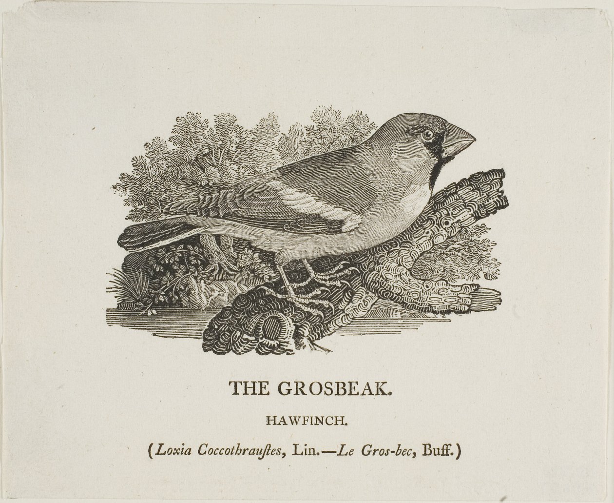 Grosbeak av Thomas Bewick