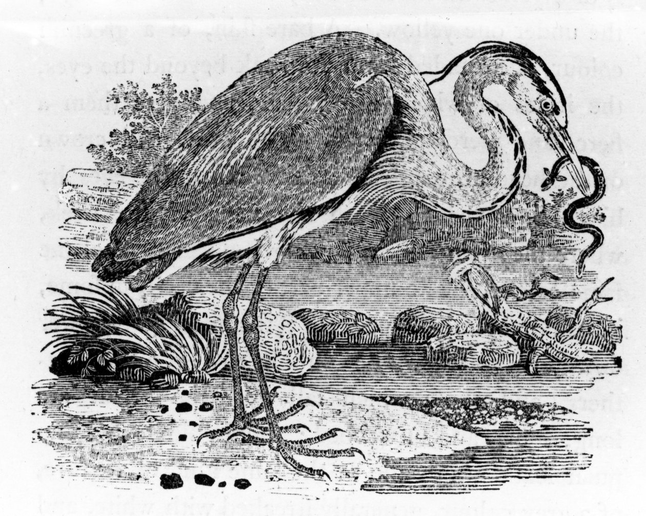 Heron, illustration från "A History of British Birds" av Thomas Bewick, publicerad första gången 1797 av Thomas Bewick