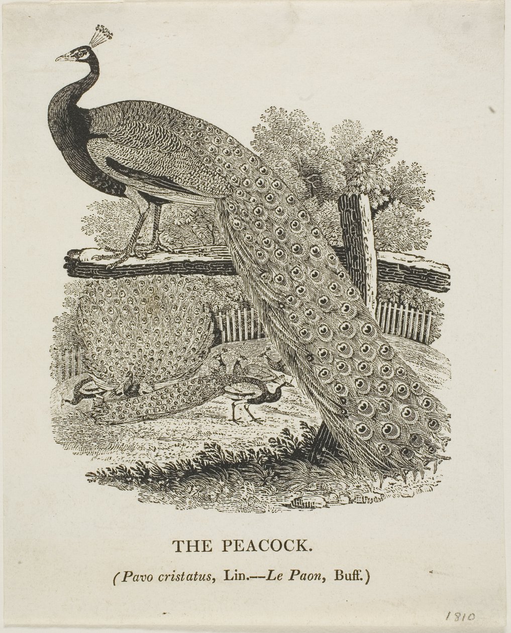 Påfågel av Thomas Bewick