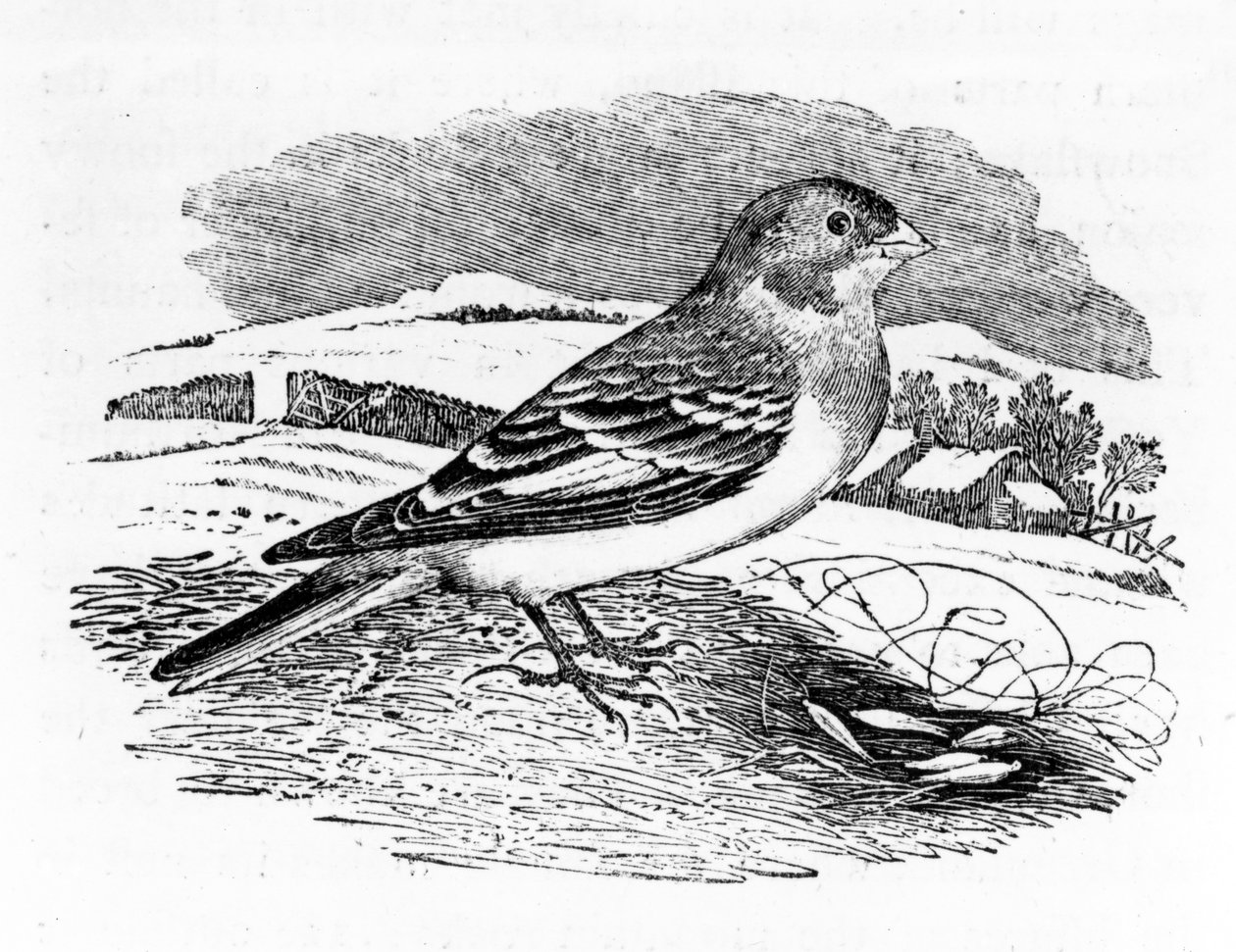 Tawny Bunting, illustration från "A History of British Birds" av Thomas Bewick, publicerad första gången 1797 av Thomas Bewick